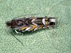 Phyllonorycter robiniella_имаго